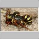 Nomada lathburiana - Wespenbiene 04d.jpg
